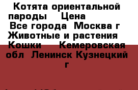 Котята ориентальной пароды  › Цена ­ 12 000 - Все города, Москва г. Животные и растения » Кошки   . Кемеровская обл.,Ленинск-Кузнецкий г.